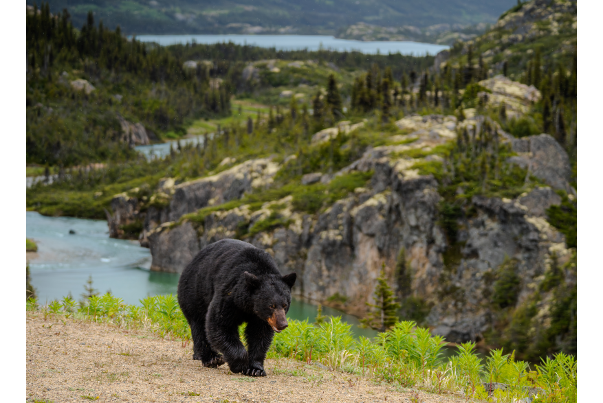 Michael Gill: A black bear travels through the rugged wilderness where river flows between Bernard and Summit Lakes.