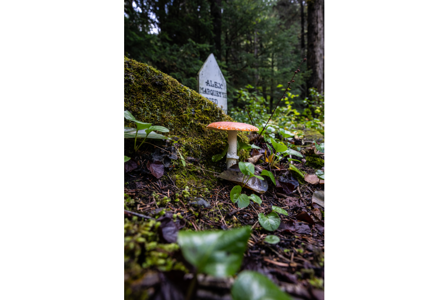 Photo of red top mushroom and grave stone at gold rush cemetery in Skagway in September 2026.