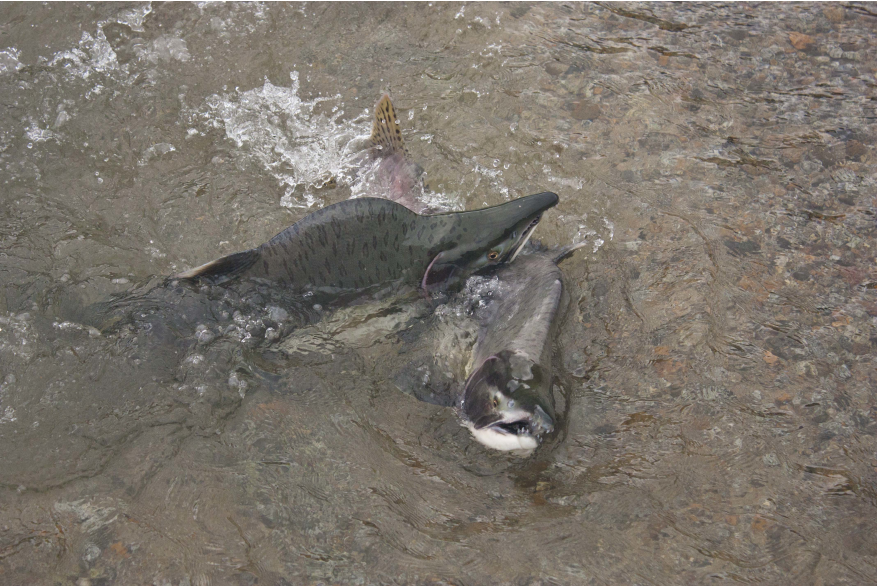 Fighting Pink Salmon