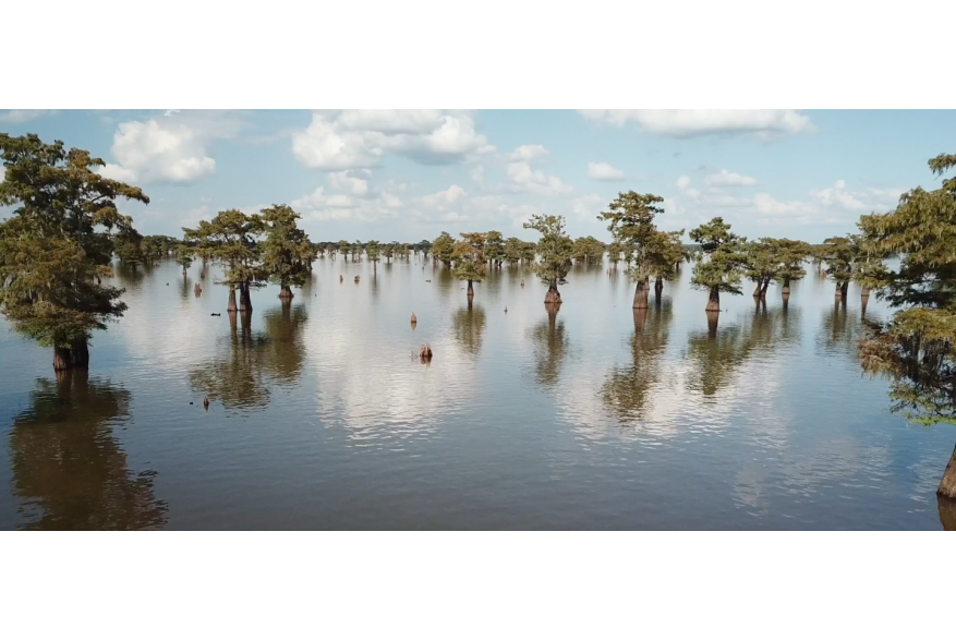 Trees in water
