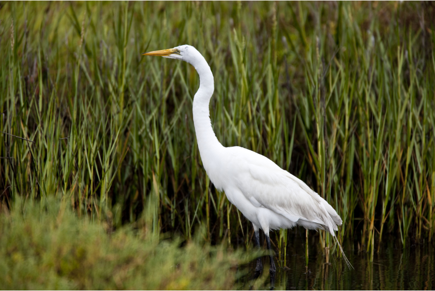 BolsaChica10