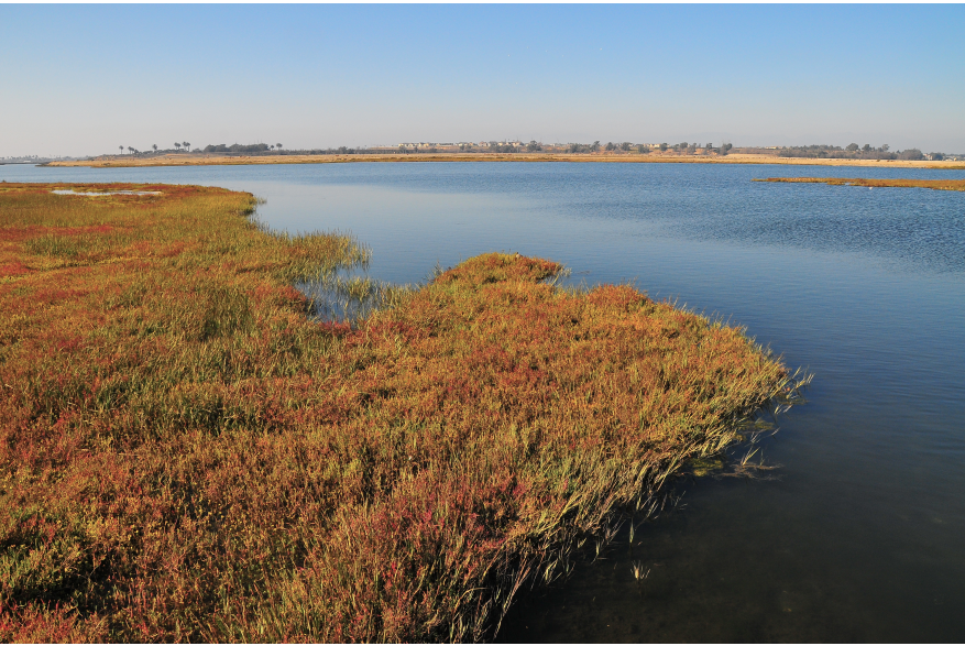 BolsaChica1