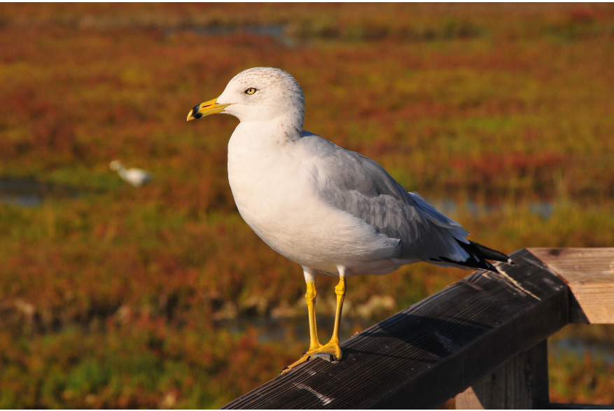 BolsaChica3