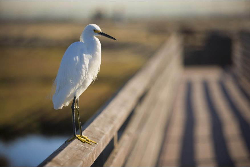 BolsaChica7