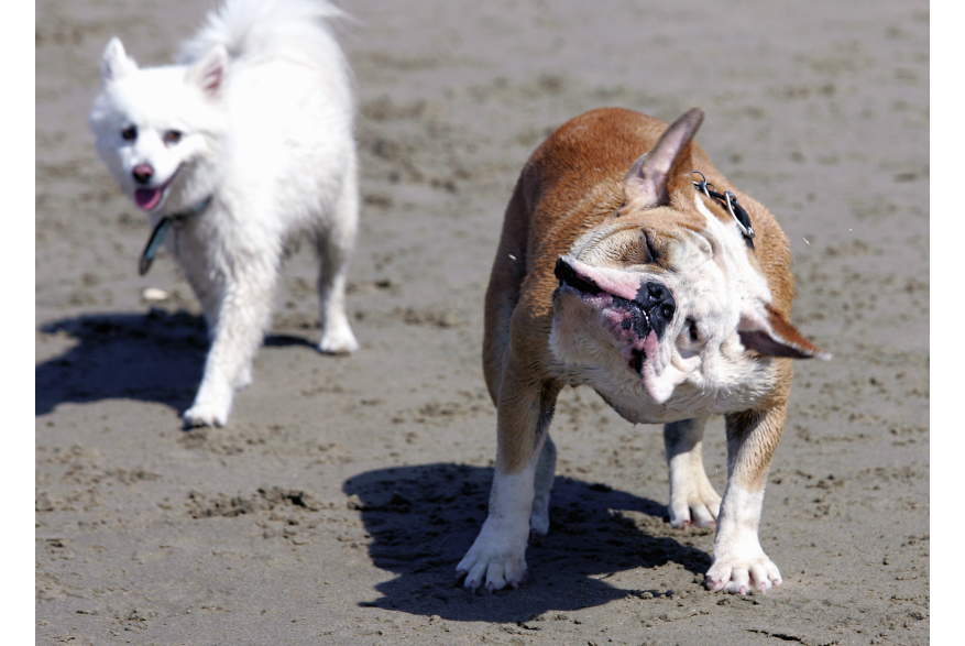 DogBeach7