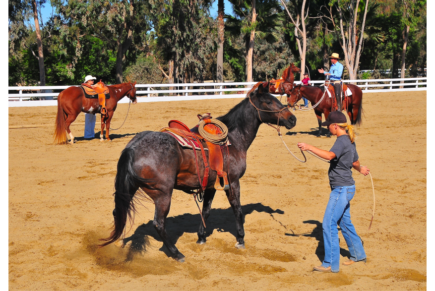 Equestrian4