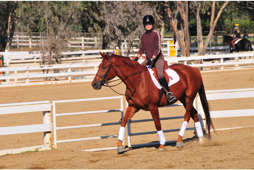 Equestrian5