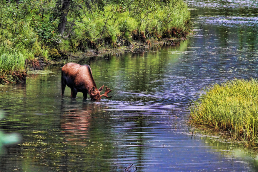 Alaska Moose River