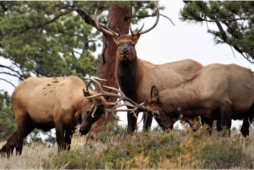 Rocky Mountain Wildlife