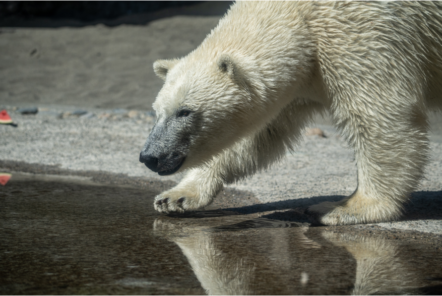 Point Defiance Zoo & Aquarium Polar Bears