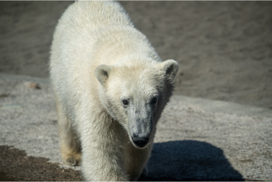 Point Defiance Zoo & Aquarium Polar Bears