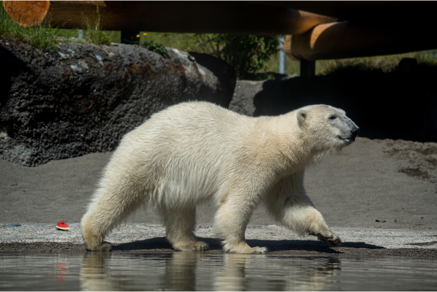 Point Defiance Zoo & Aquarium Polar Bears