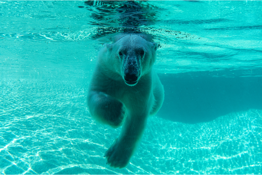 Point Defiance Zoo & Aquarium Polar Bears