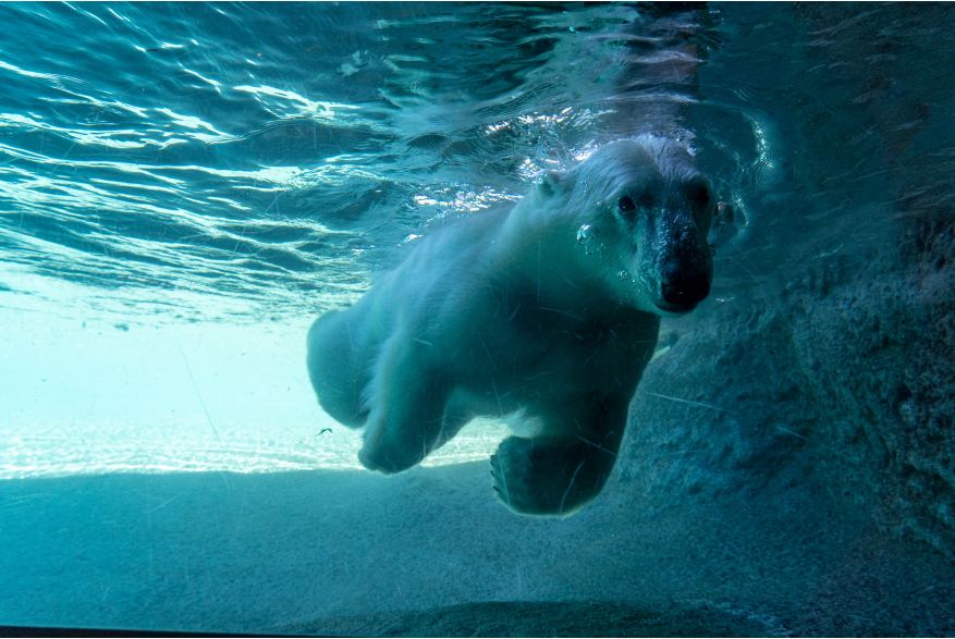 Point Defiance Zoo & Aquarium Polar Bears