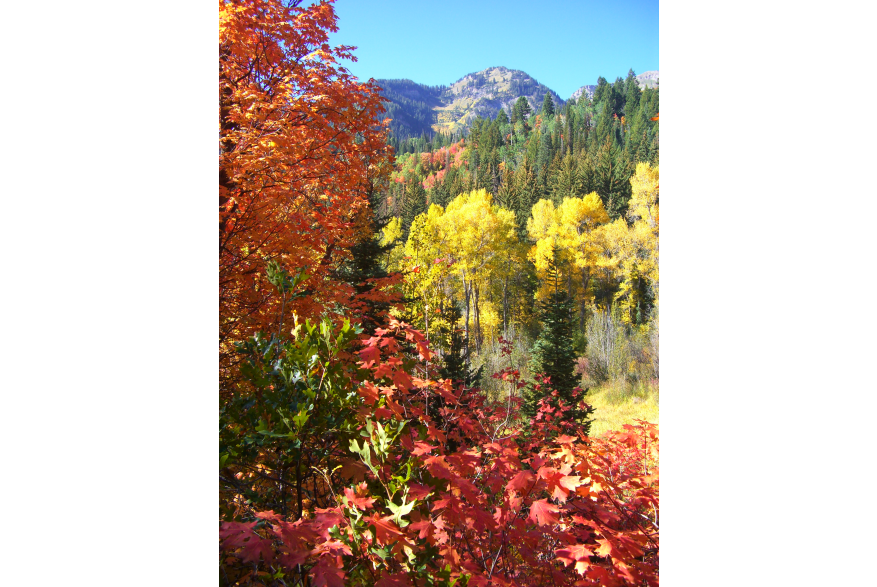 Fall Colors in Alpine Loop