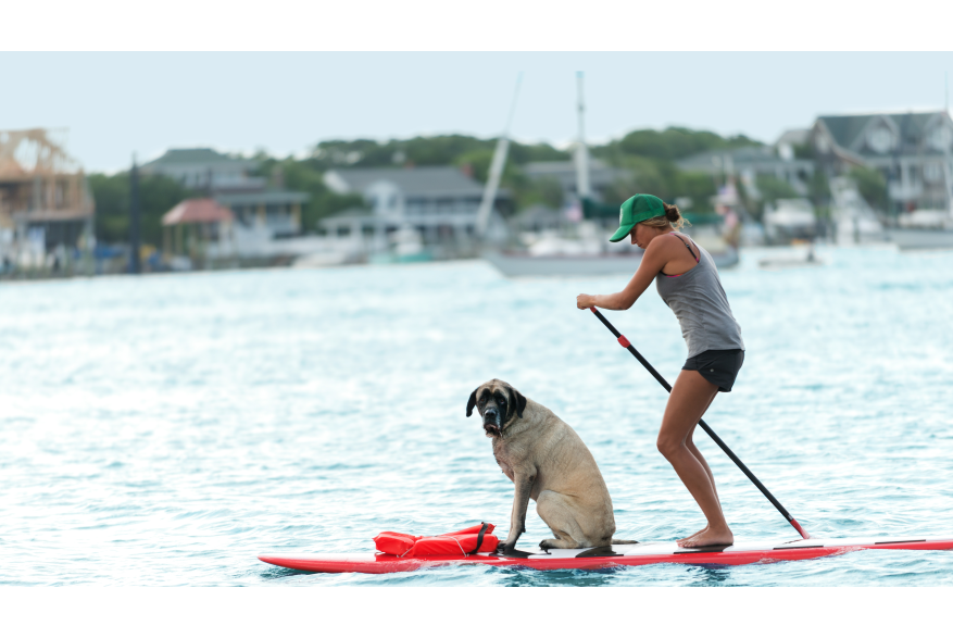 Wrightsville Beach Paddleboarding Dog