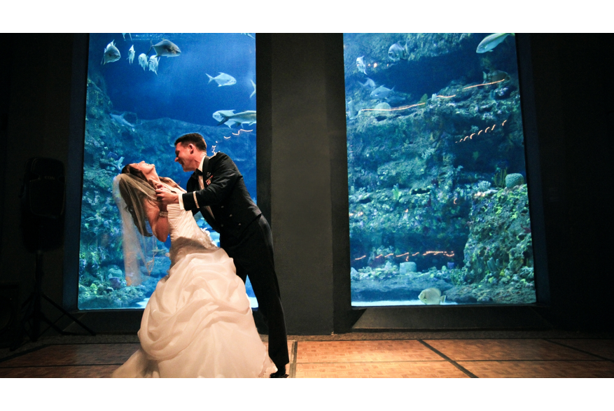 Aquarium Trendy Bride & Groom