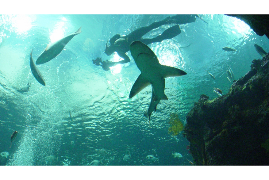 Shark tank at the NC Aquarium at Fort Fisher