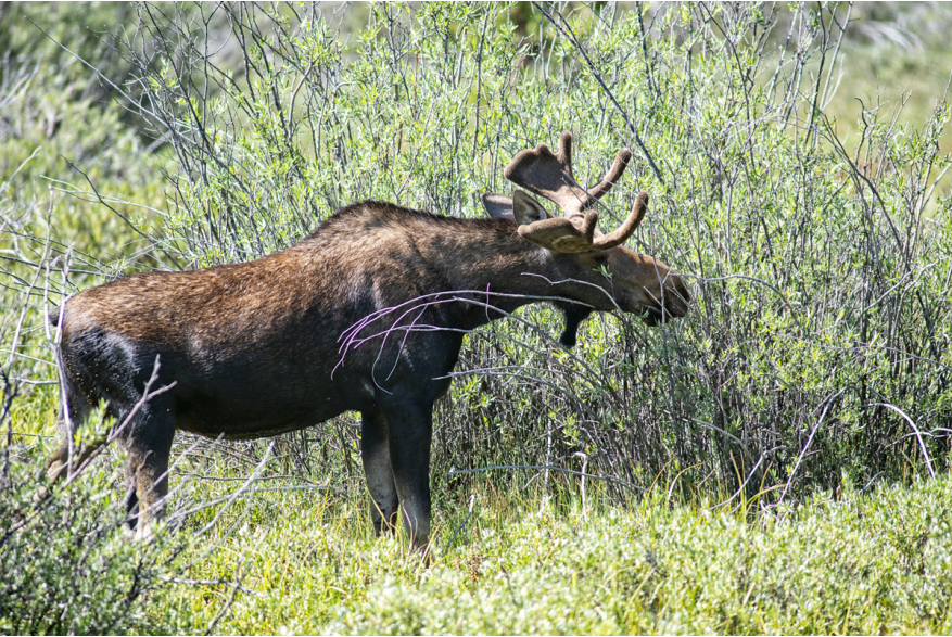 a side view of a bull moose in shrubs