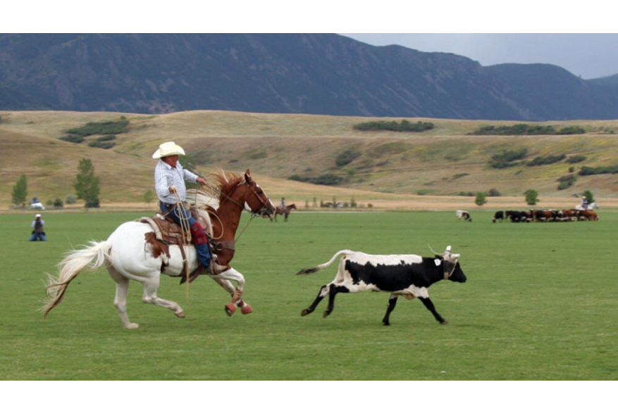 A cowboy after a steer during the Don King Days in Sheridan, a top event in the fall.