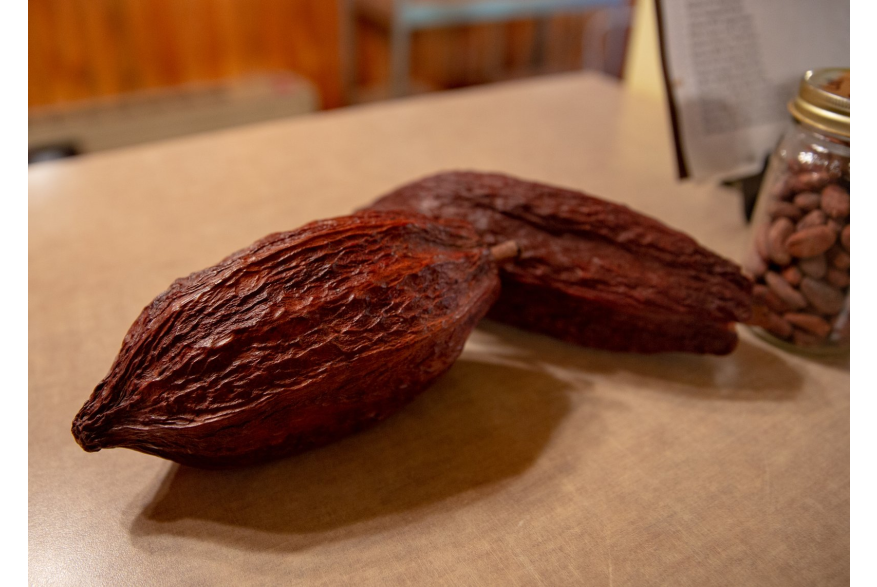 Cocoa Beans at Meeteetse Chocolatier