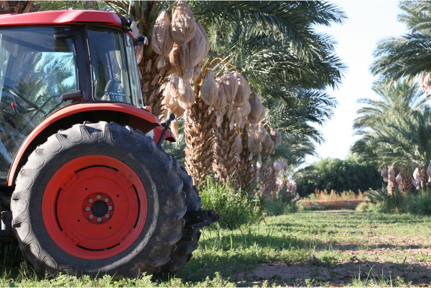 Bard Valley Date Producers Date Grove in Yuma, Arizona