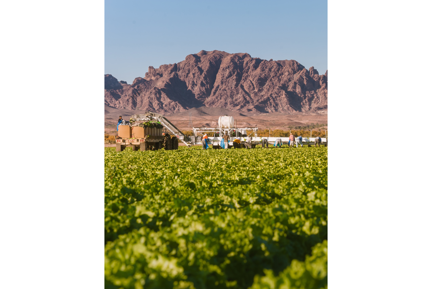 Harvesting Green Leaf Lettuce in Yuma, Arizona