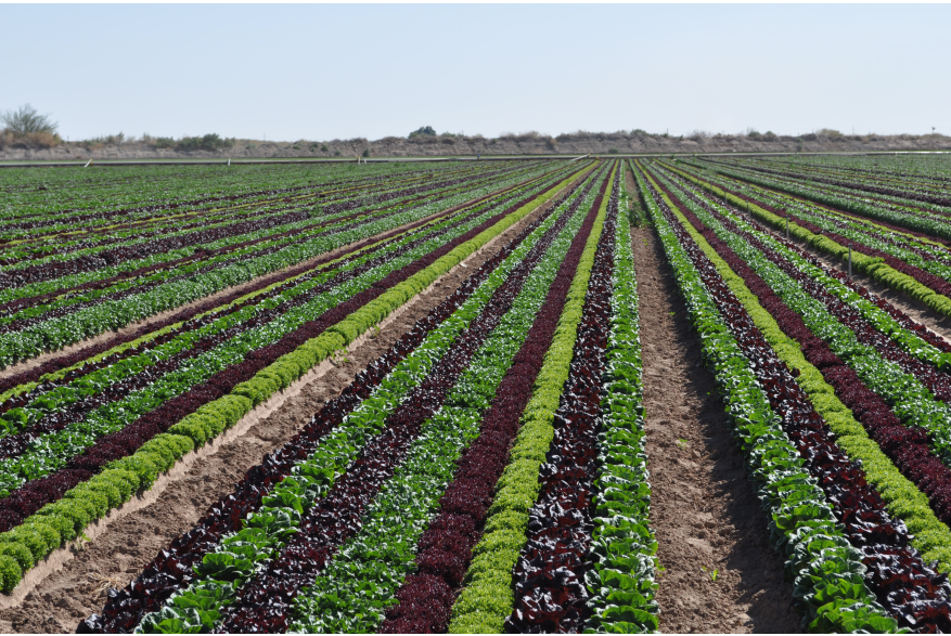 Mixed Greens Field in Yuma, Arizona