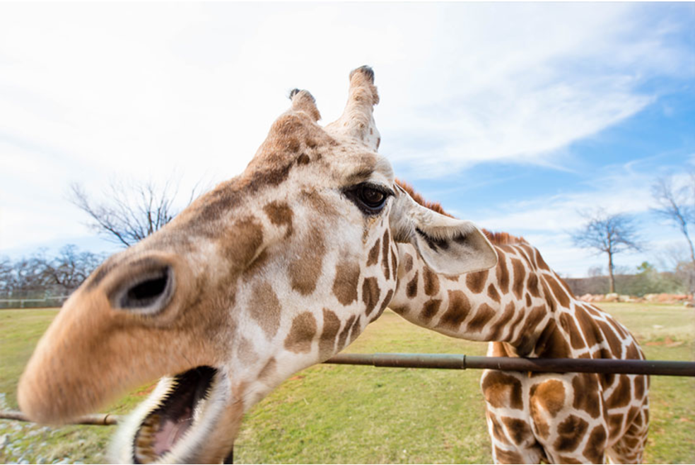 Oklahoma City Zoo