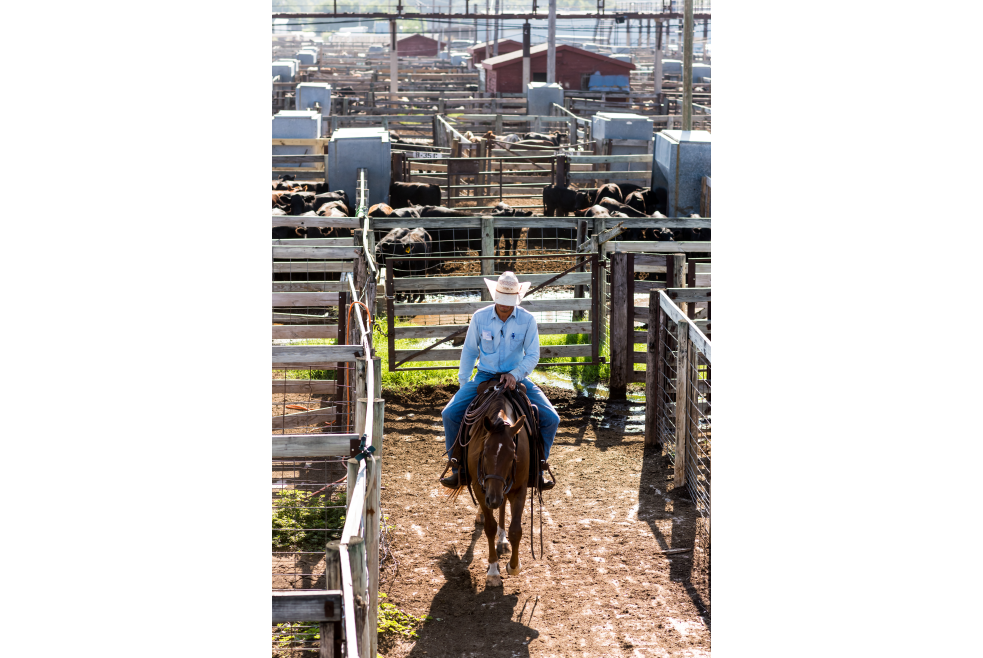 Cowboy on horseback working the Oklahoma National Stockyards in OKC's Stockyards City