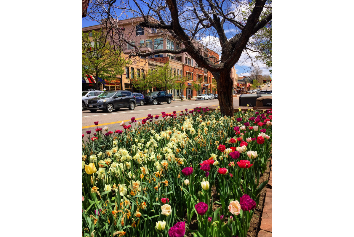 Spring in Downtown Golden