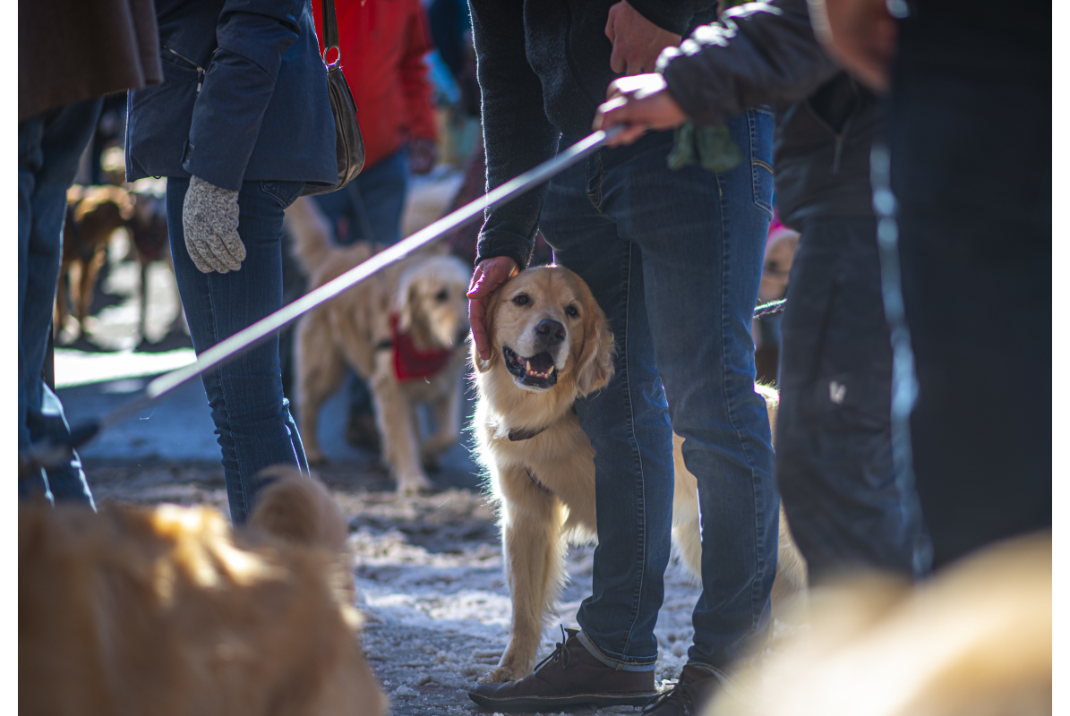 Goldens in Golden 2022 event golden retrievers around the legs of humans
