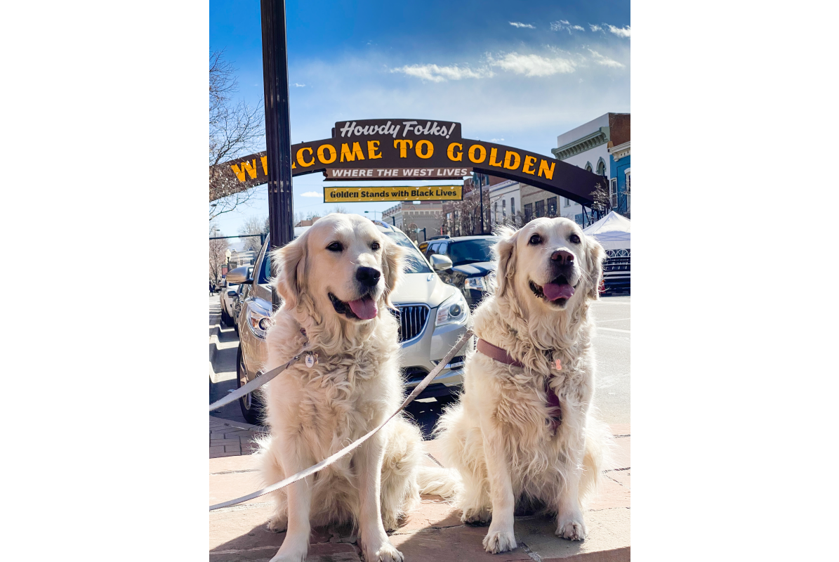 Golden Retriever Under Arch