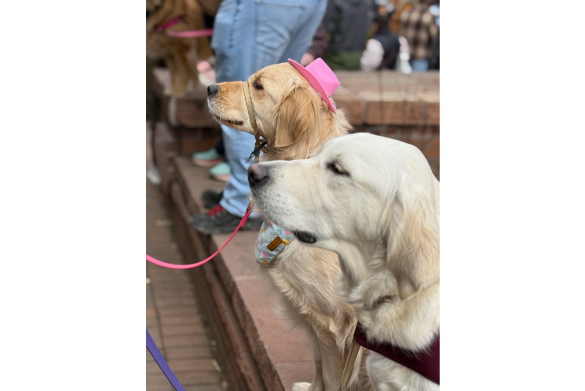 Two golden retrievers in Golden CO at Goldens in Golden event 2025