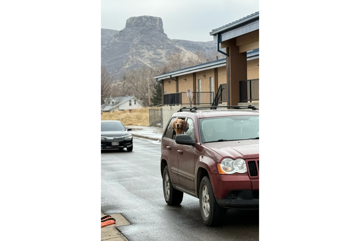 A golden retriever dog with its head out of car window, Castle Rock is in the background in Golden CO