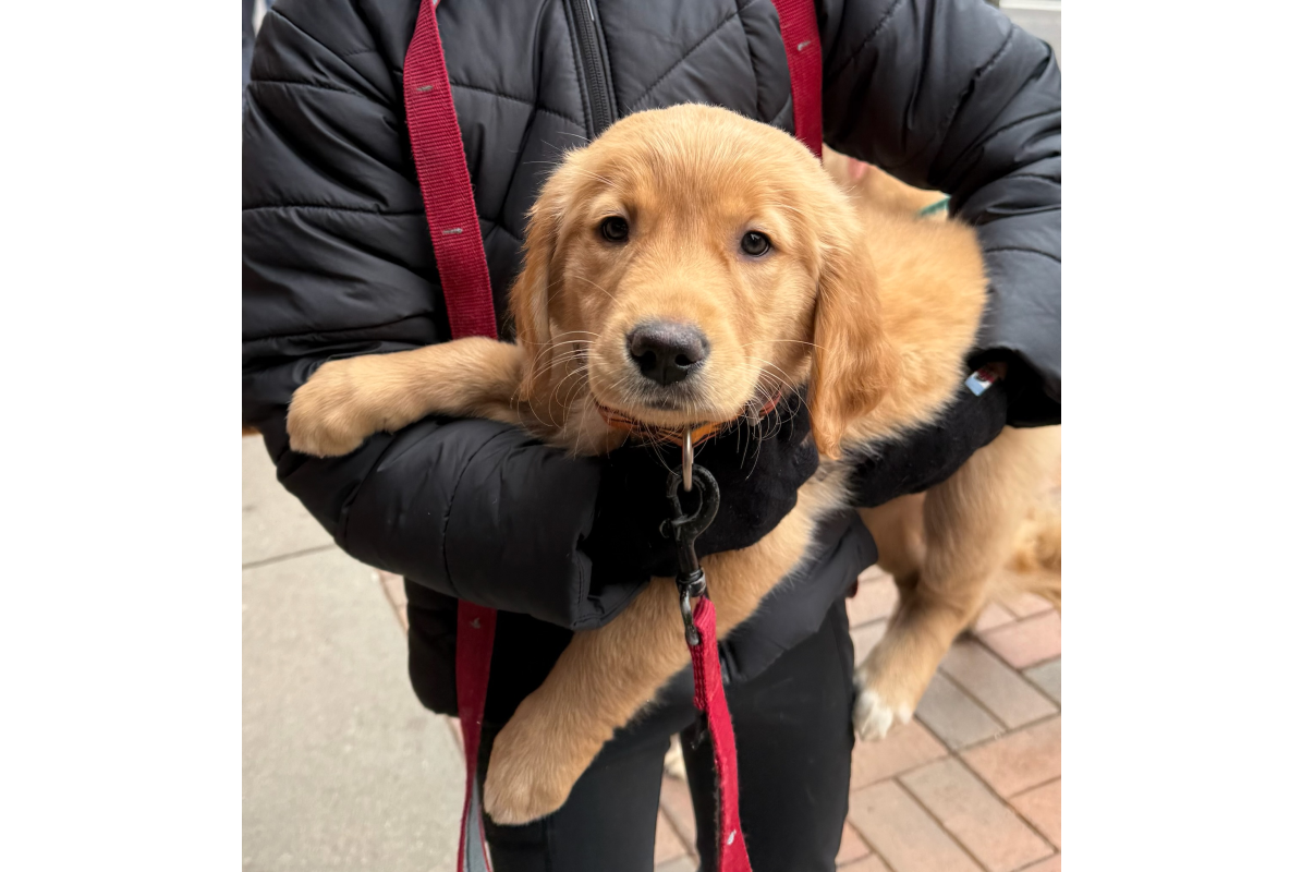 A golden retriever puppy at Goldens in Golden