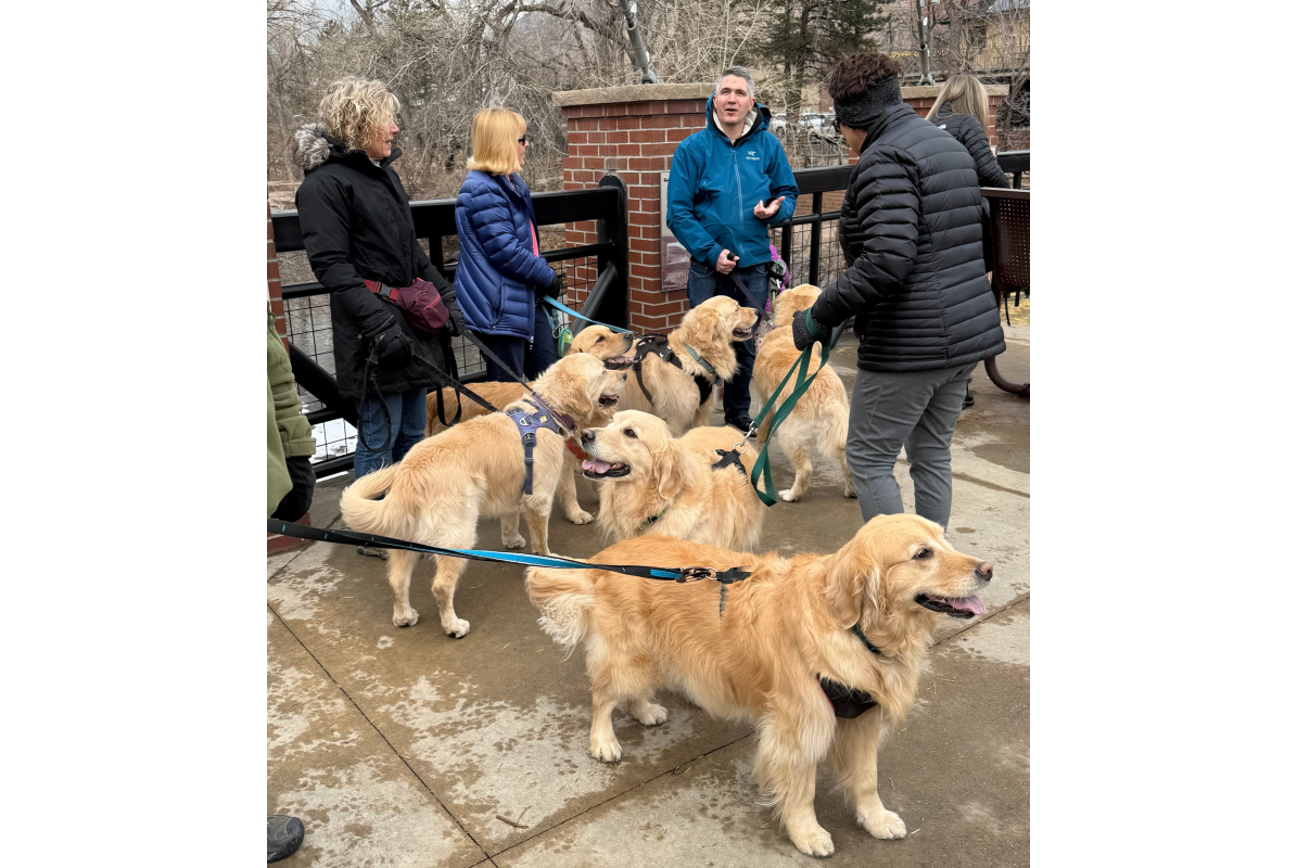 A bunch of golden retrievers and their owners gather in downtown Golden CO for Goldens in Golden 2025