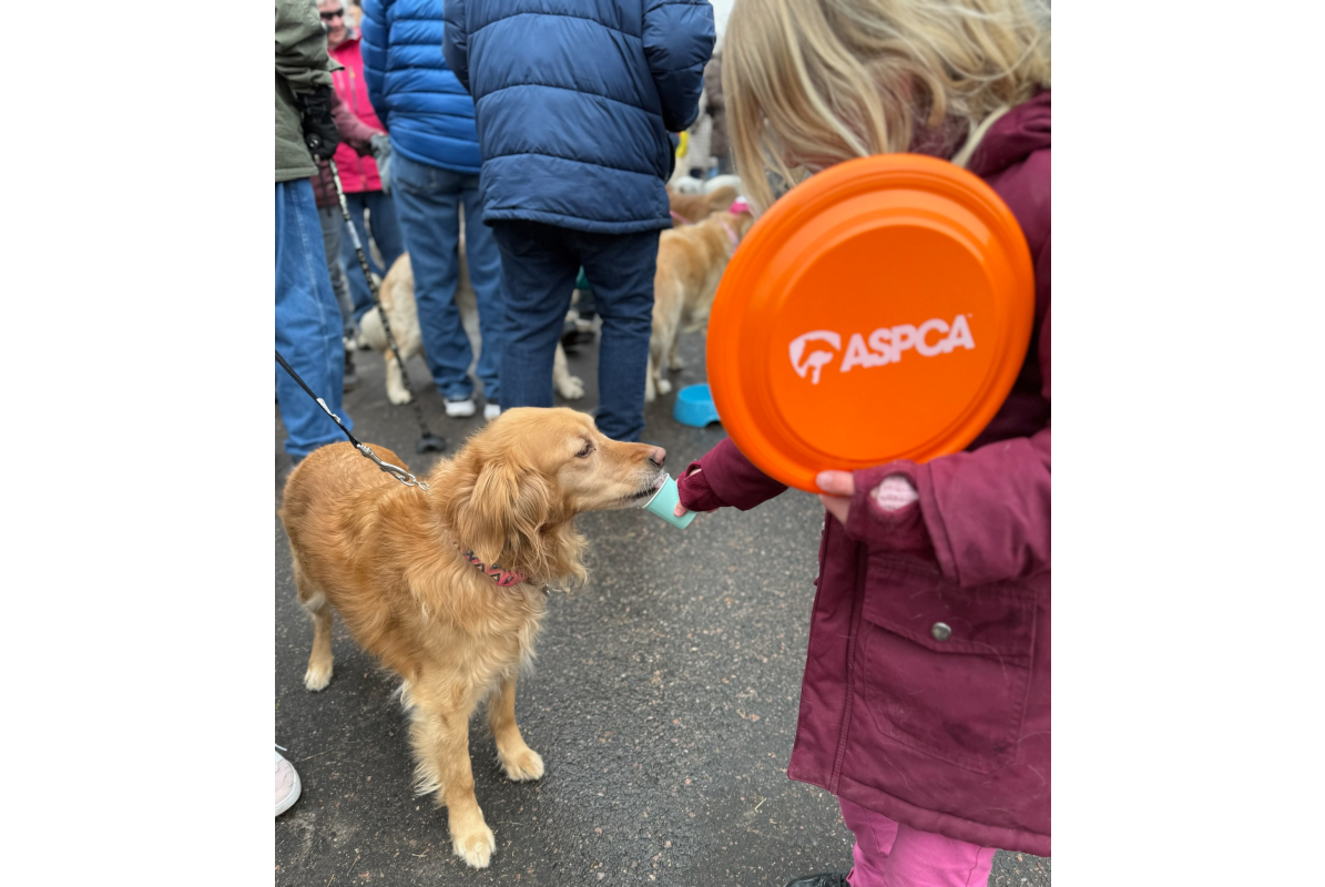 A child with a frisbee feeds an golden retriever a whipped cream pup cup at Goldens in Golden CO 2025