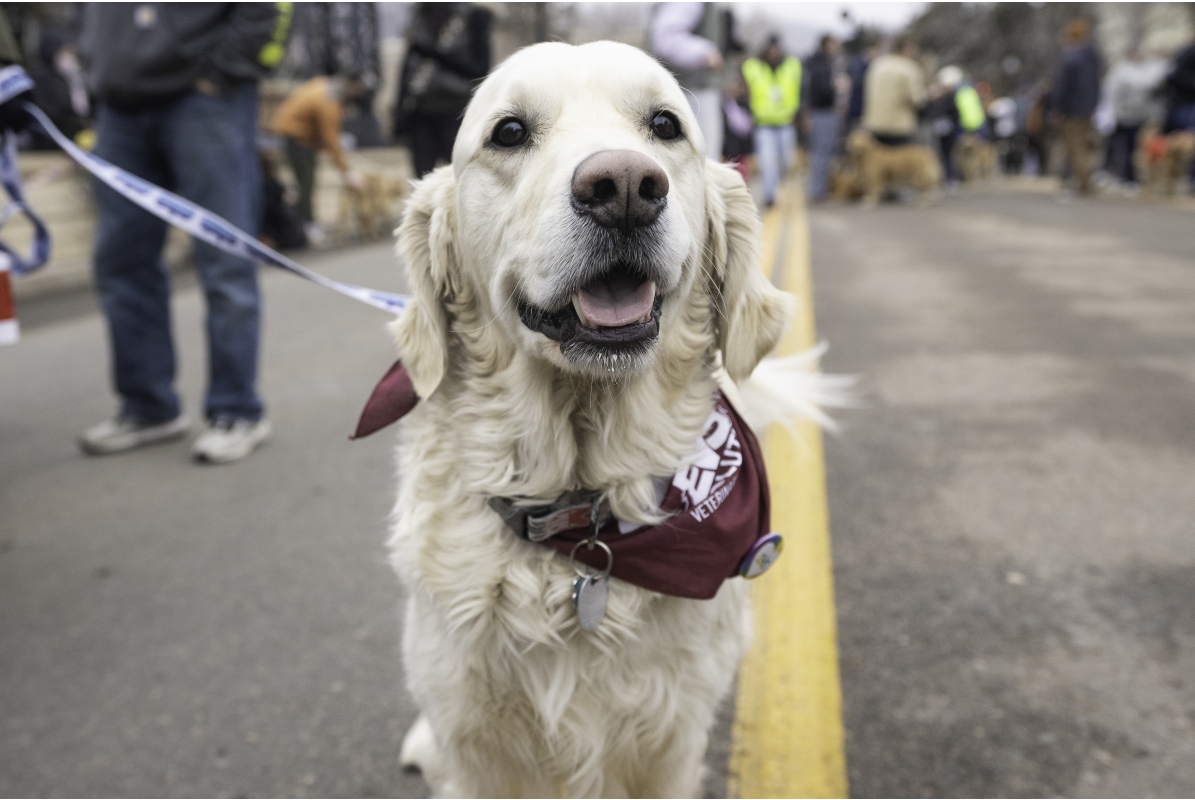 A golden retriever wearing a maroon bandanna in the crowd along Washington Ave. at Goldens in Golden 2025