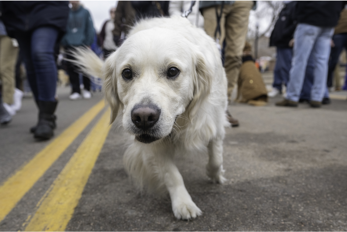 A golden retriever coming towards the camera at Goldens in Golden 2025