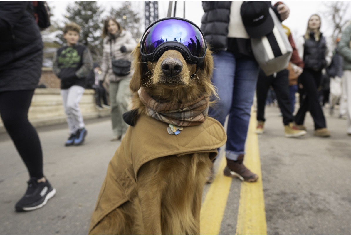 A golden retriever with sunglasses and a jacket on at Goldens in Golden 2025