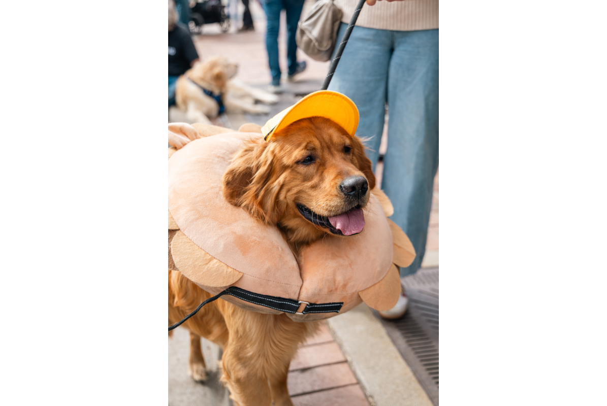 KatieAndJoeOnTheGo_Goldens in Golden 2026-6054