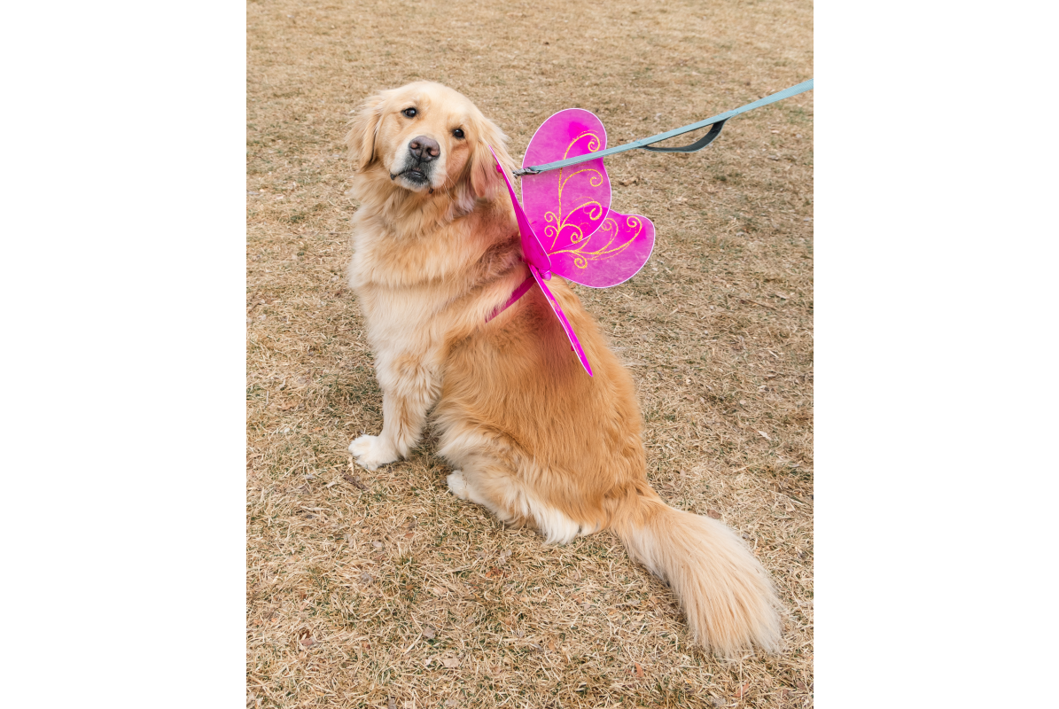 A golden retriever with a pink butterfly wings costume on at Golden in Golden, CO
