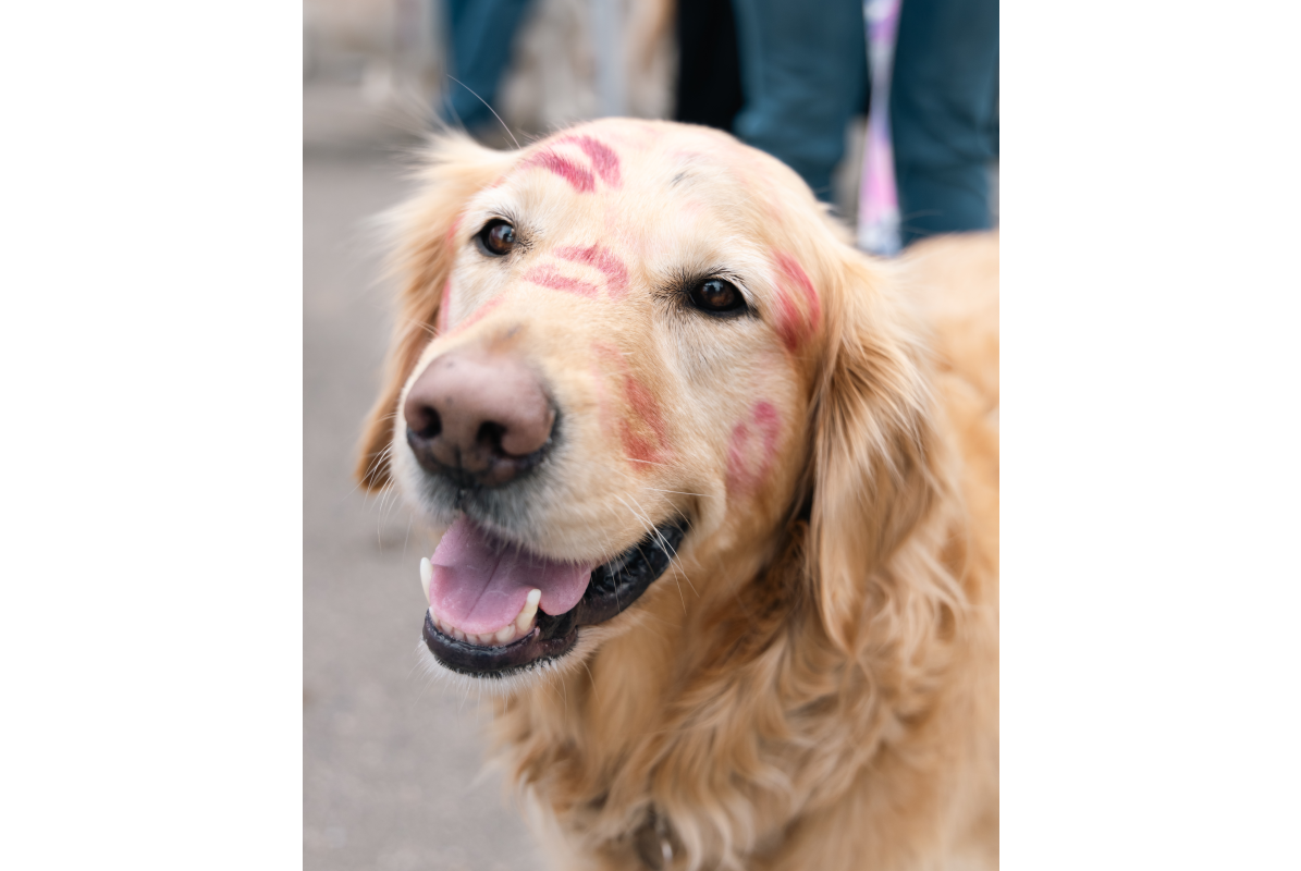 A golden retriever with lipstick kiss marks all over its face at Golden in Golden Colorado 2025