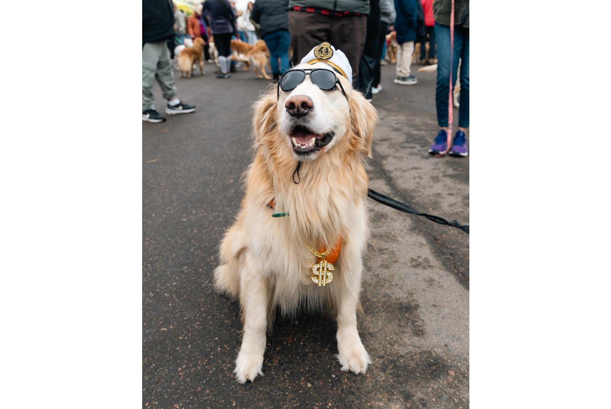 Katie And Joe On The Go 13 Goldens in Golden 2025