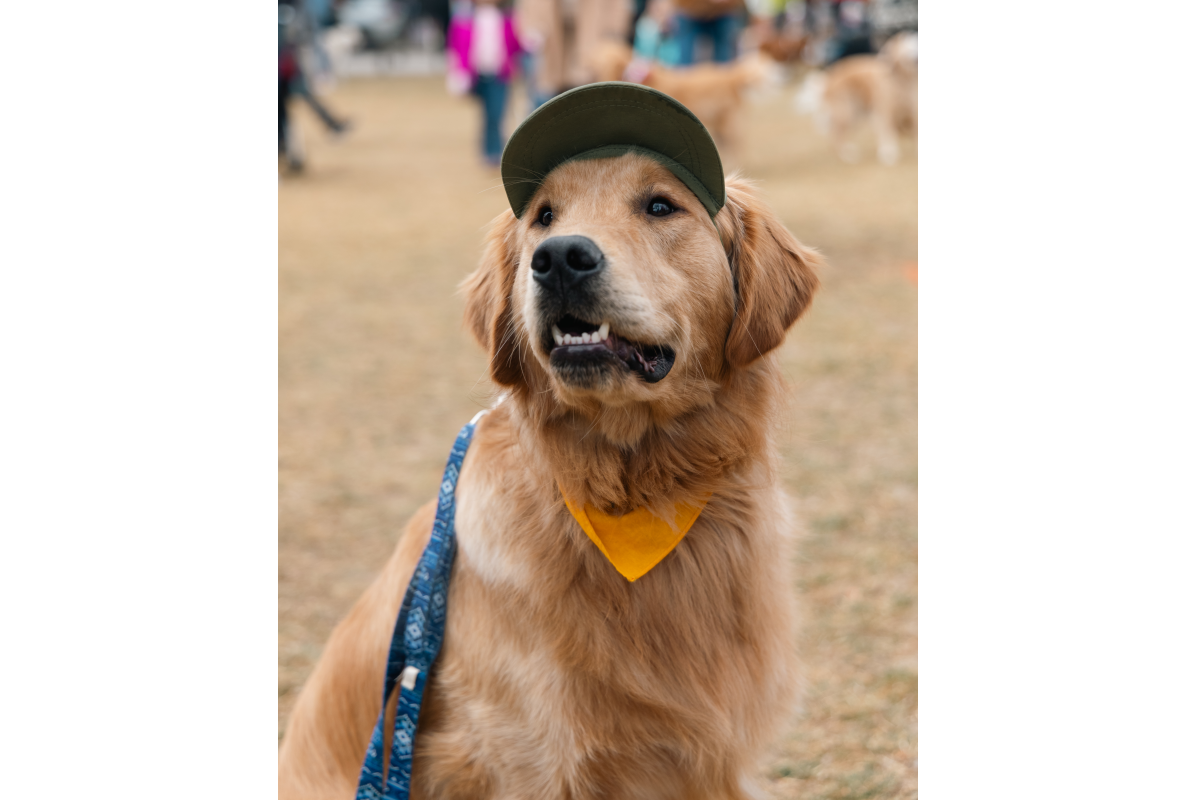 Katie And Joe On The Go 15 Goldens in Golden 2025
