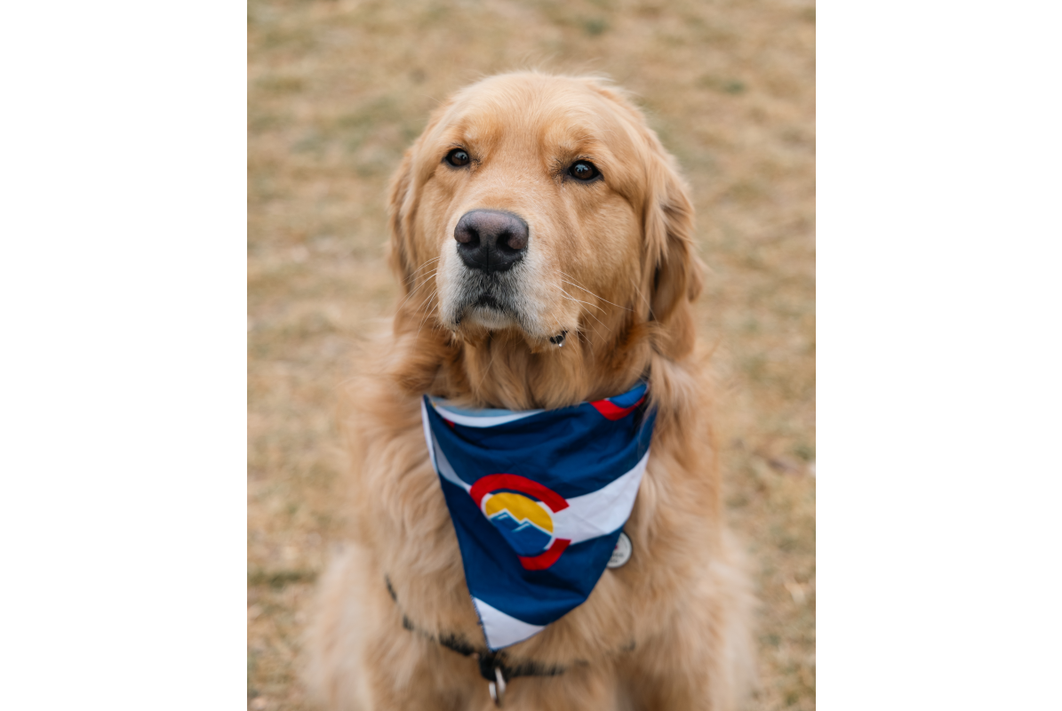 A golden retriever wearing a Colorado bandana at Goldens in Golden 2025