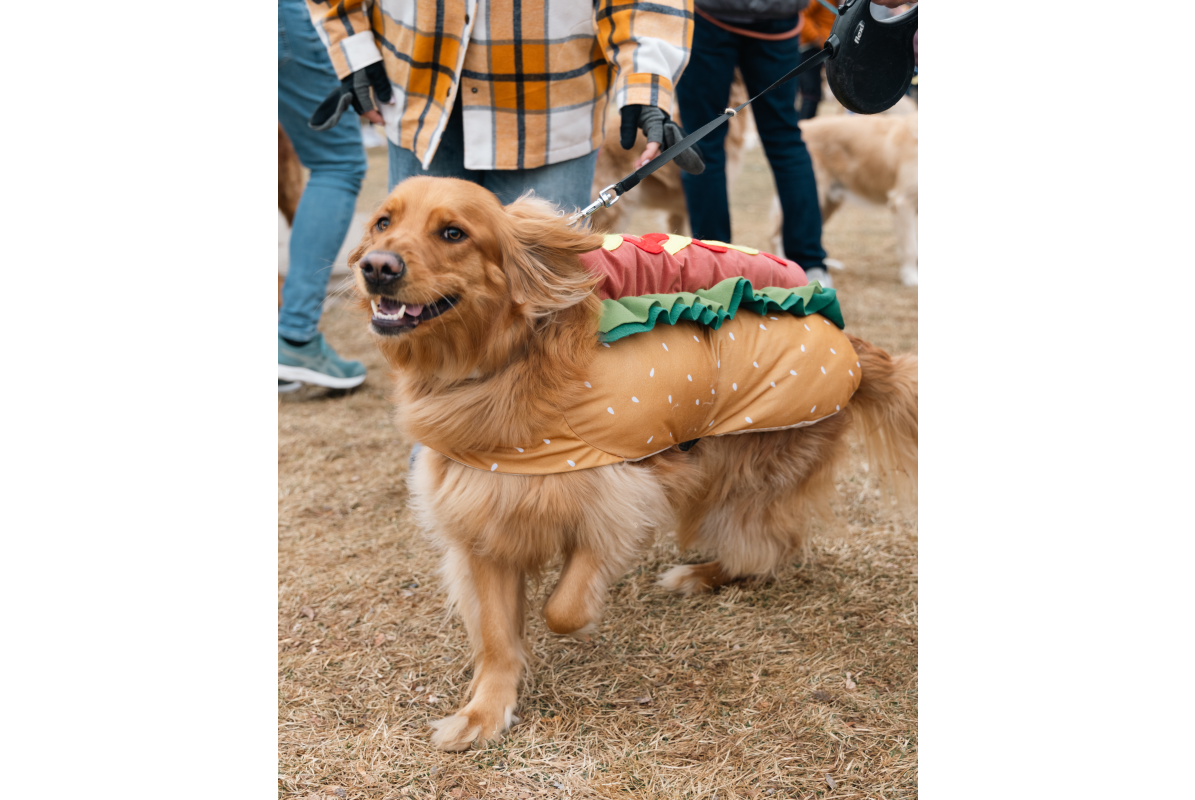 Katie And Joe On The Go 5 Goldens in Golden 2025