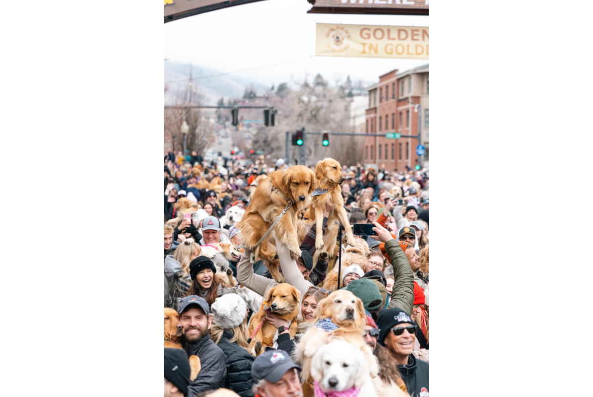 Golden retrievers being held in the air during a group photo shoot at Goldens in Golden in downtown Golden, CO 2025