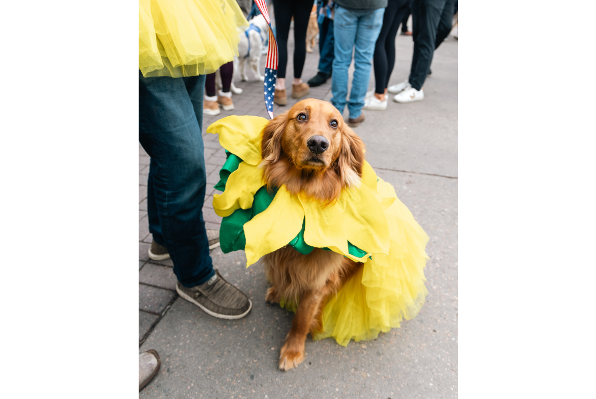 A golden retriever dressed up in a tulip costume